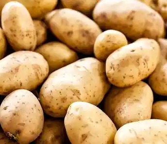 Potato