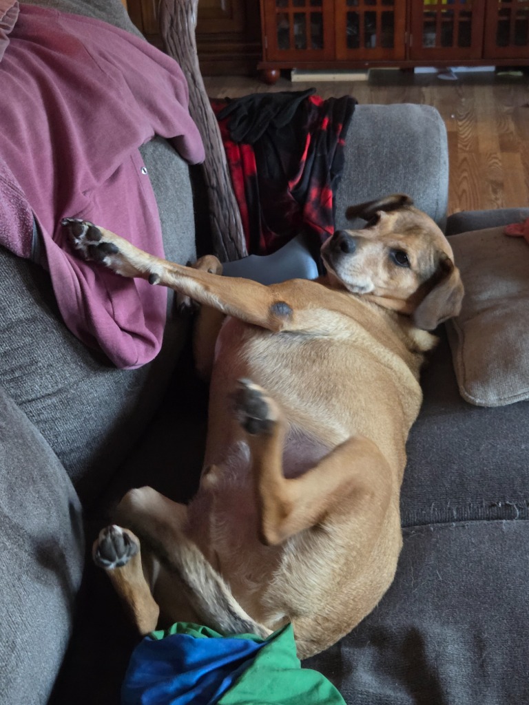 Pictures I've taken of our pets recently — Blind Ranking Tier List ...