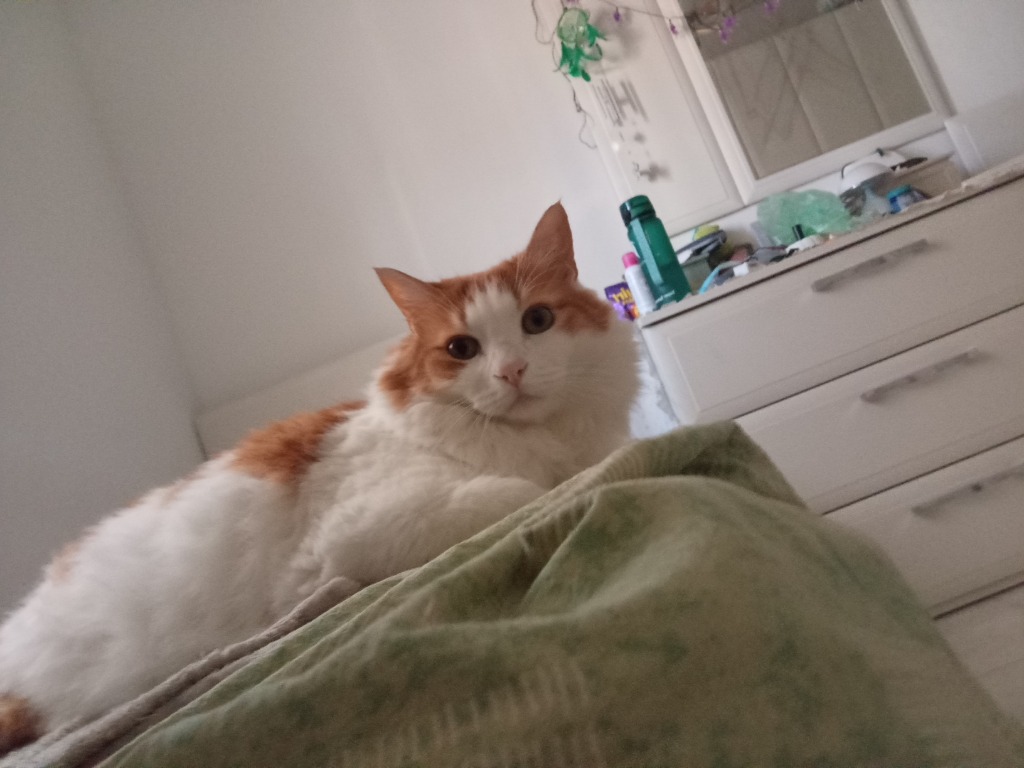 Leo Bed