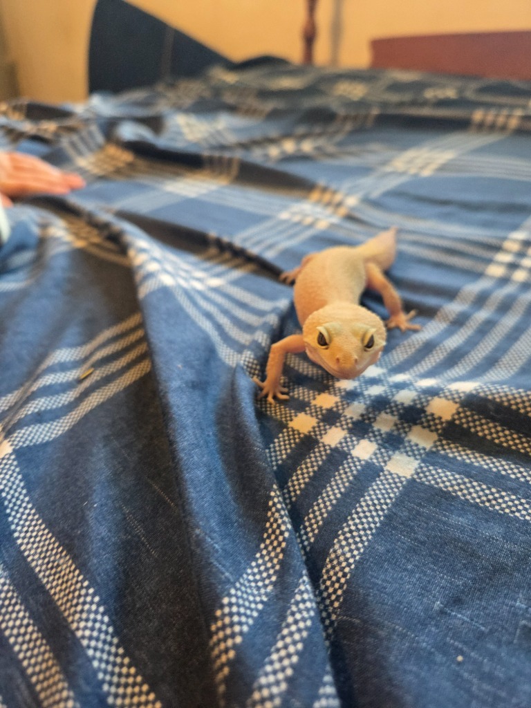 Pictures I've taken of our pets recently — Blind Ranking Tier List ...