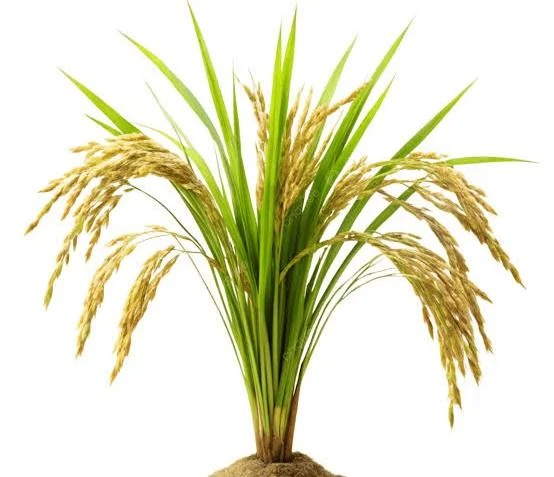 Rice