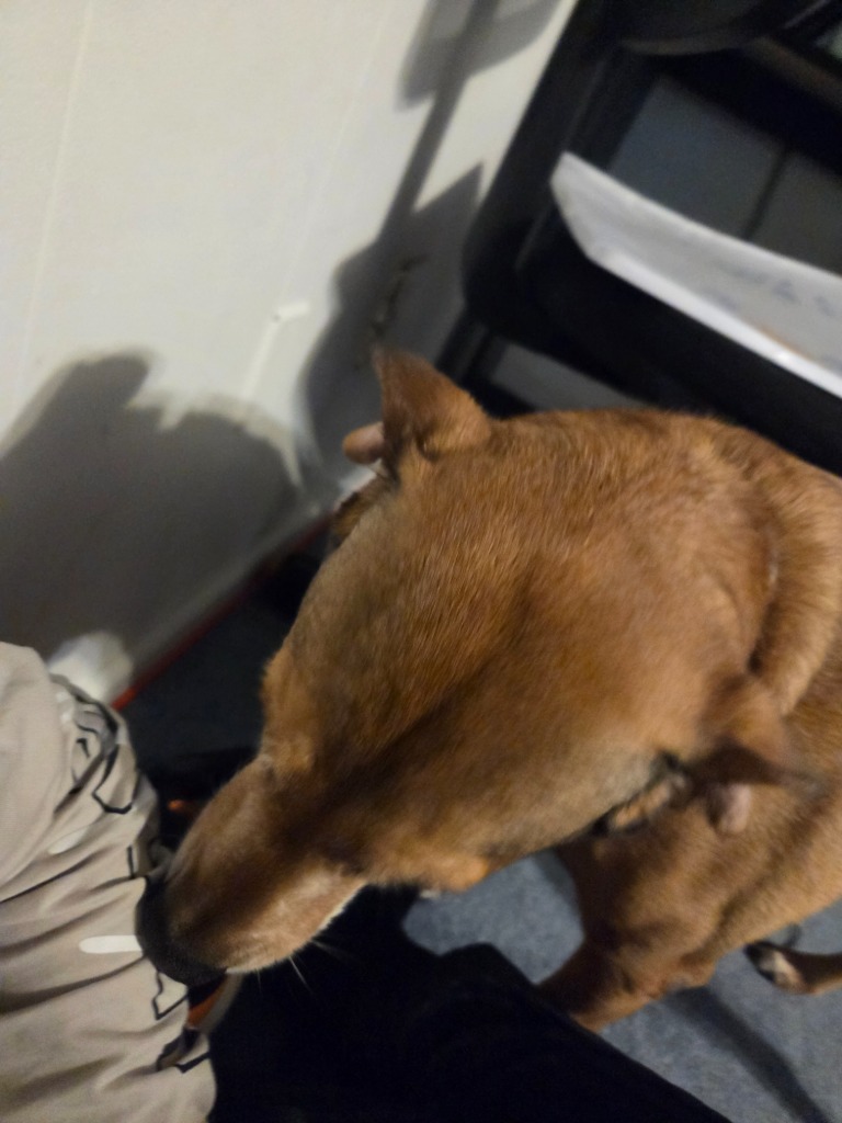 Pictures I've taken of our pets recently — Blind Ranking Tier List ...