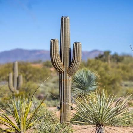 Cactus