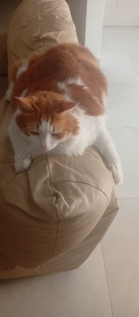 Leo Sofa