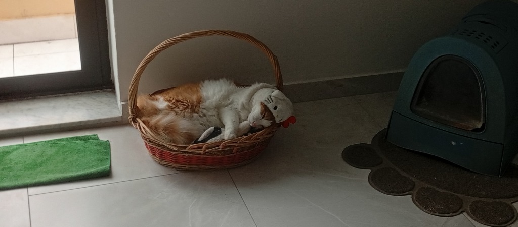 Leo Sleepy