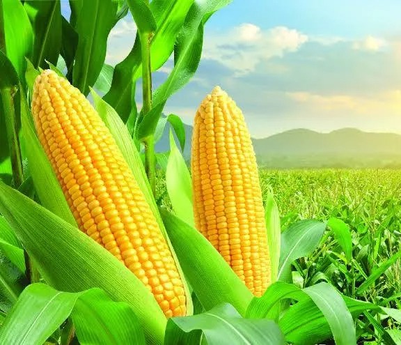 Corn