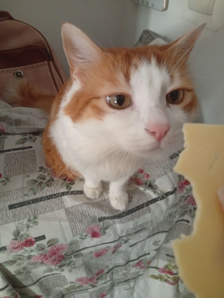 Leo Cheese