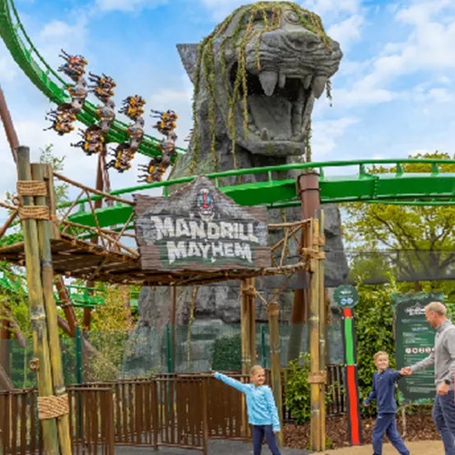 Mandrill Mayhem