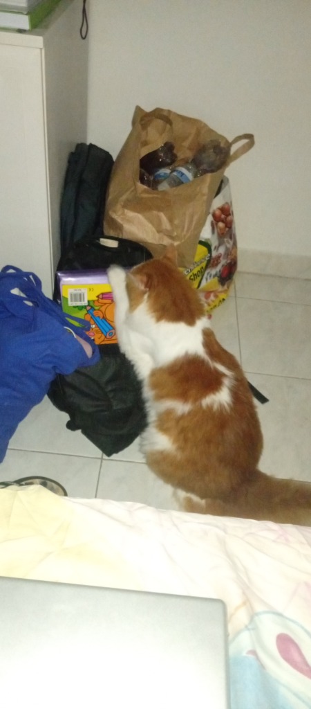Leo Curious