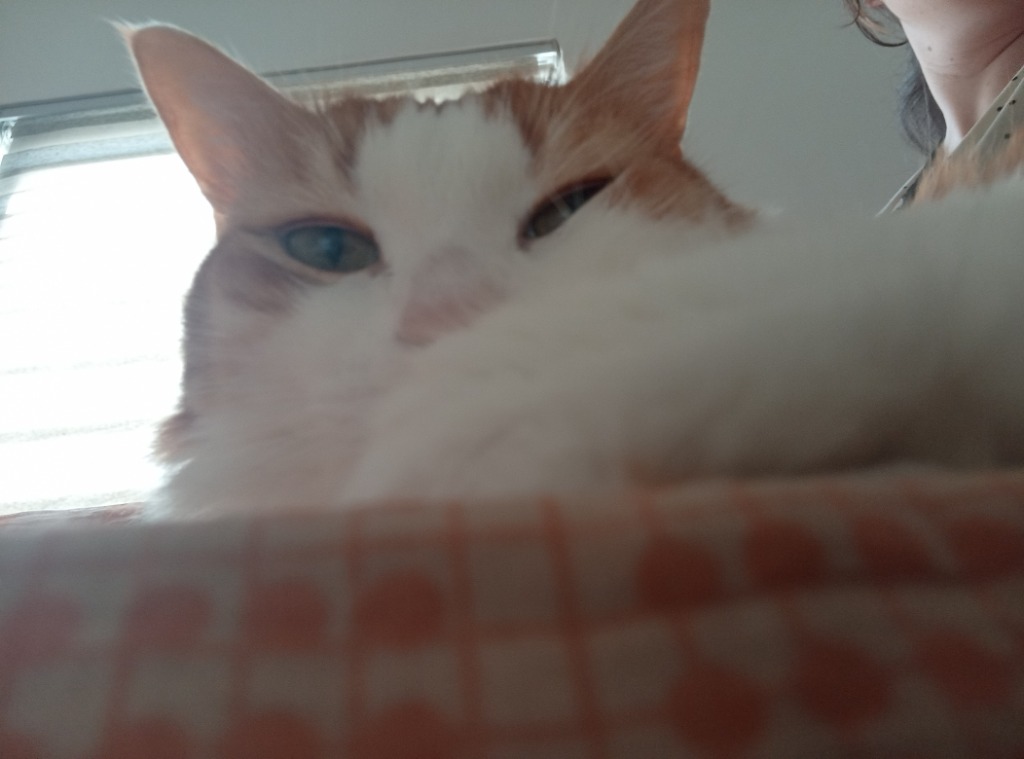 Leo Peeking