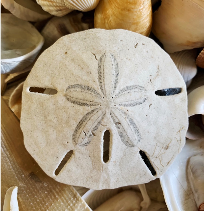 Sand Dollar